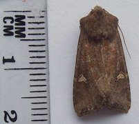 Brunt sumpfly (Helotropha leucostigma)