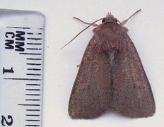 Neglected Rustic (Xestia castanea)