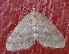 Northern Winter Moth (Operophtera fagata)