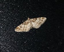 Double-striped Pug (Gymnoscelis rufifasciata)
