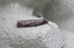 Horse Chestnut (Pachycnemia hippocastanaria)