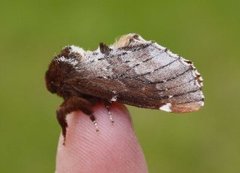 Brun vårtannspinner (Odontosia carmelita)