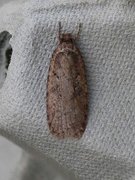 Common Flat-body (Agonopterix heracliana)