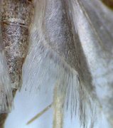 Common Flat-body (Agonopterix heracliana)