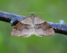 Barred Umber (Plagodis pulveraria)