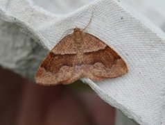 Barred Umber (Plagodis pulveraria)