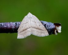 Brown Silver-line (Petrophora chlorosata)