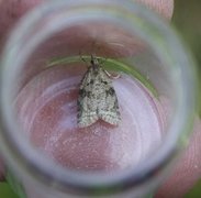 Common Tortrix (Capua vulgana)
