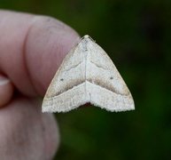 Brown Silver-line (Petrophora chlorosata)