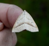 Bregnemåler (Petrophora chlorosata)