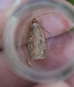 Common Flat-body (Agonopterix heracliana)