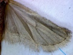 Common Flat-body (Agonopterix heracliana)
