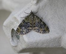 Yellow-barred Brindle (Acasis viretata)