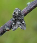 Glaucous Shears (Papestra biren)