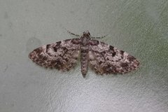 Grandvergmåler (Eupithecia tantillaria)