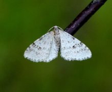 Welsh Wave (Venusia cambrica)