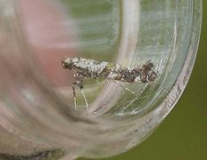 Lilac Leafminer (Gracillaria syringella)