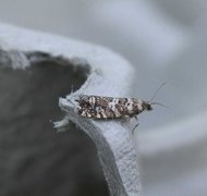 Common Spruce Bell (Epinotia tedella)