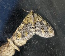 Yellow-barred Brindle (Acasis viretata)