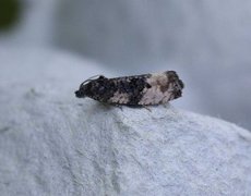 Black-spot Marble (Hedya atropunctana)