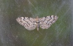 Vinkeldvergmåler (Eupithecia vulgata)