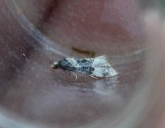 Birch Conch (Cochylis nana)