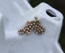 Bringebærspinner (Macrothylacia rubi)