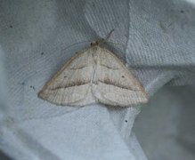 Brown Silver-line (Petrophora chlorosata)