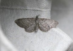 Engdvergmåler (Eupithecia satyrata)