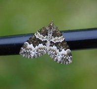 Broken-barred Carpet (Electrophaes corylata)