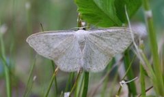 Cream Wave (Scopula floslactata)