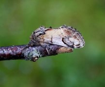 Sikksakktannspinner (Notodonta ziczac)