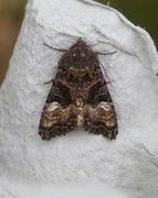 Lyktebærerfly (Euplexia lucipara)