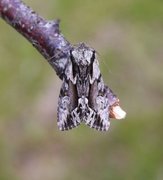 The Saxon (Hyppa rectilinea)