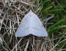 Brown Silver-line (Petrophora chlorosata)