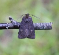 Skyggefly (Rusina ferruginea)