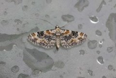 Revebjelledvergmåler (Eupithecia pulchellata)