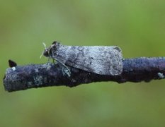 Punkthalvspinner (Ochropacha duplaris)