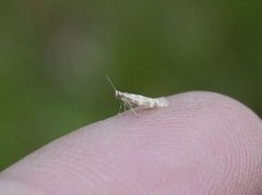 Argyresthia trifasciata