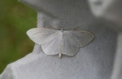 Cream Wave (Scopula floslactata)