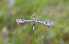 Triangle Plume (Platyptilia gonodactyla)