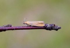 Red Piercer (Lathronympha strigana)