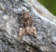 Small Angle Shades (Euplexia lucipara)