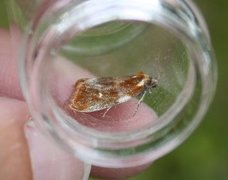 Brassy Tortrix (Eulia ministrana)