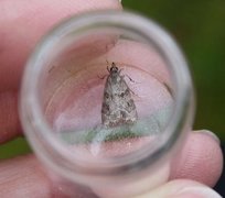 Common Grey (Scoparia ambigualis)