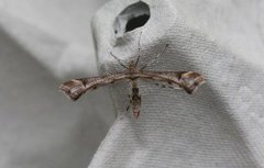Triangle Plume (Platyptilia gonodactyla)