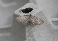 Engdvergmåler (Eupithecia satyrata)