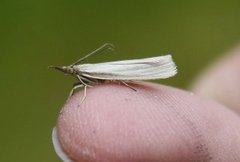 Yellow Satin Veneer (Crambus perlella)