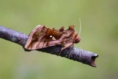 Plain Golden Y (Autographa jota)