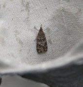 Common Grey (Scoparia ambigualis)